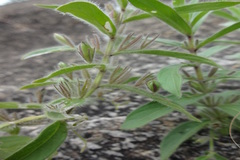 Indoneesiella echioides